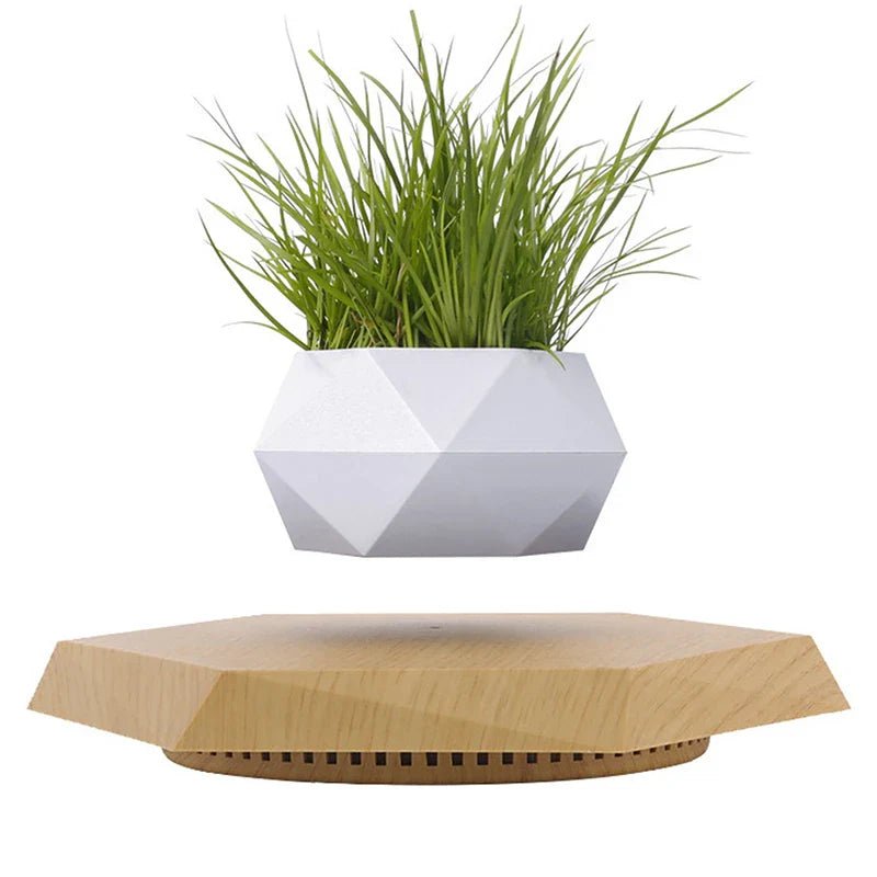Veylo Floating Bonsai Planter - Aries x Rose