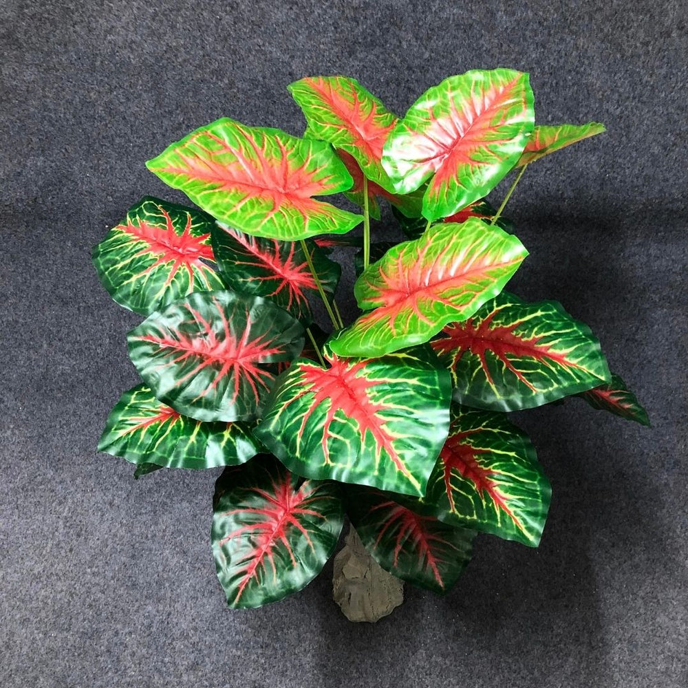 Eywa Tropical Plants - Aries x Rose