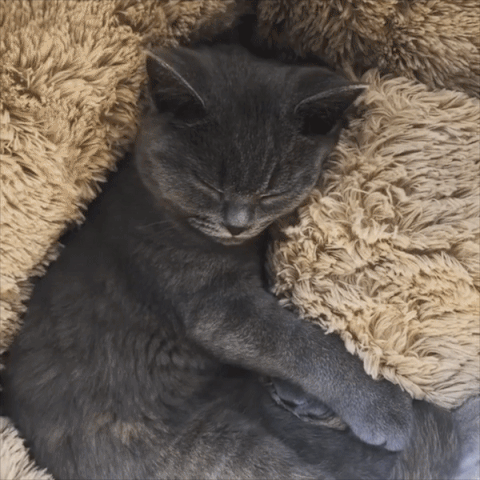 Calming Round Pet Bed