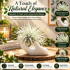 Ceramic Hand Air Plant Holder