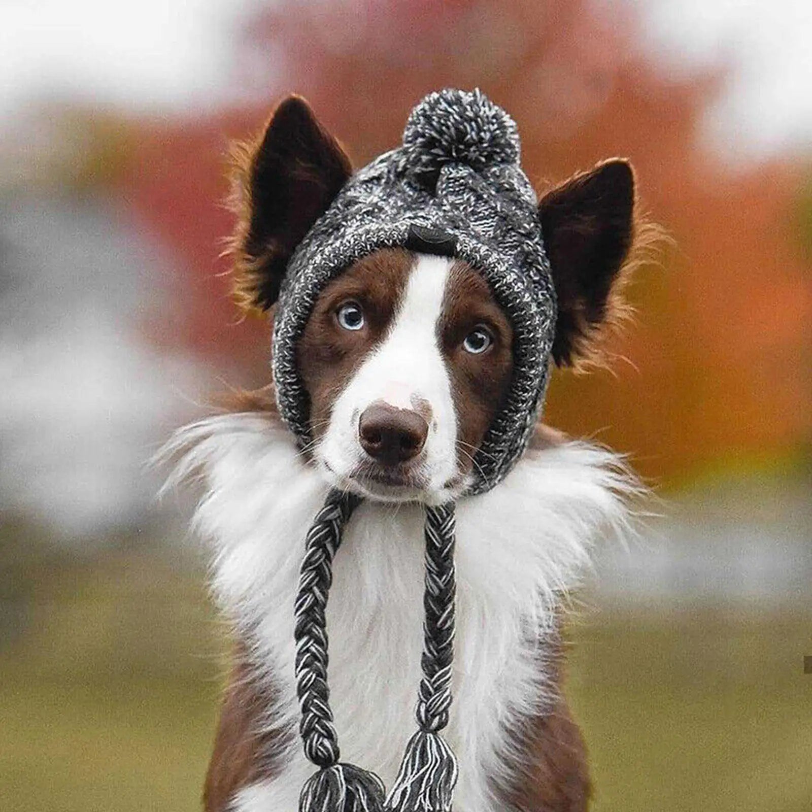 Ollie Knitted Hat - Aries x Rose