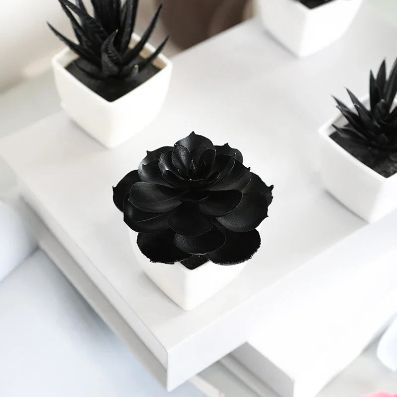 Onyx Succulent Plant