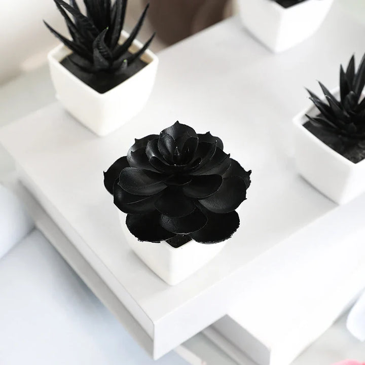 Onyx Succulent Plant