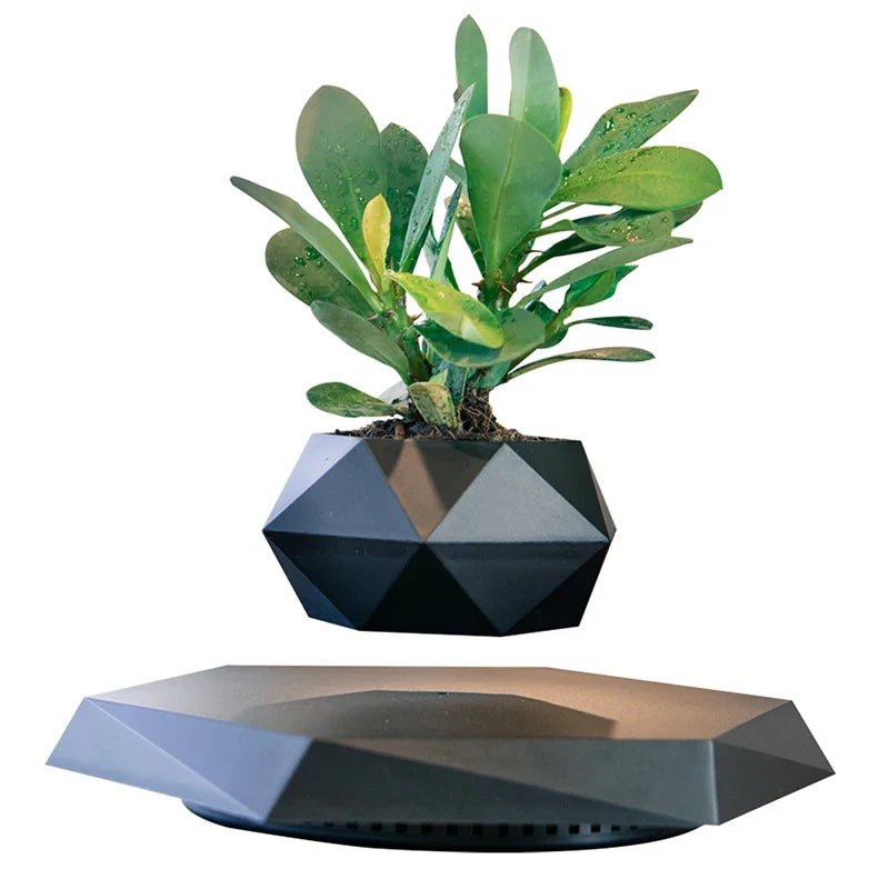 Veylo Floating Bonsai Planter - Aries x Rose