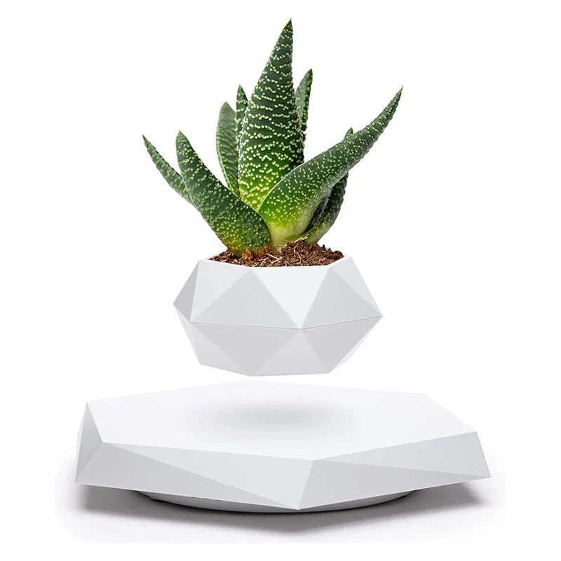Veylo Floating Bonsai Planter - Aries x Rose