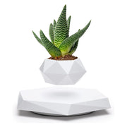 Veylo Floating Bonsai Planter