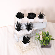 Onyx Succulent Plant