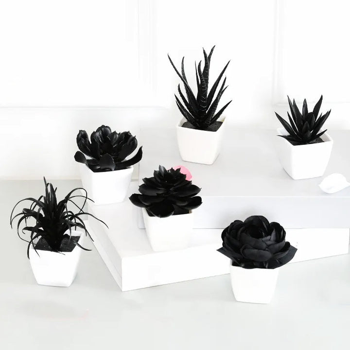 Onyx Succulent Plant