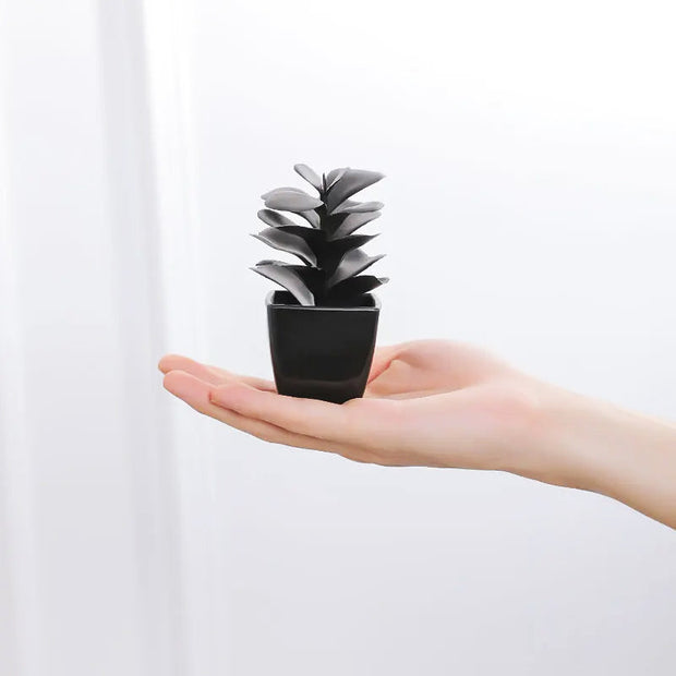 Onyx Succulent Plant