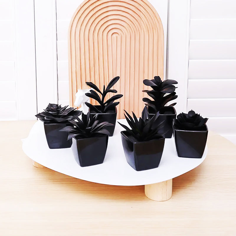 Onyx Succulent Plant