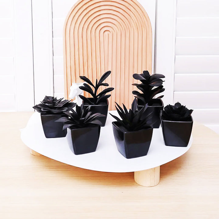 Onyx Succulent Plant